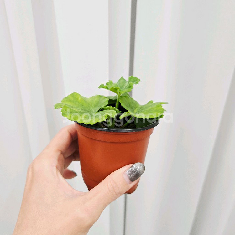 예거서스보레 제라늄--2