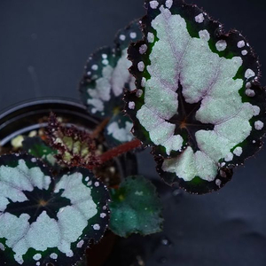 베고니아 돌체비타