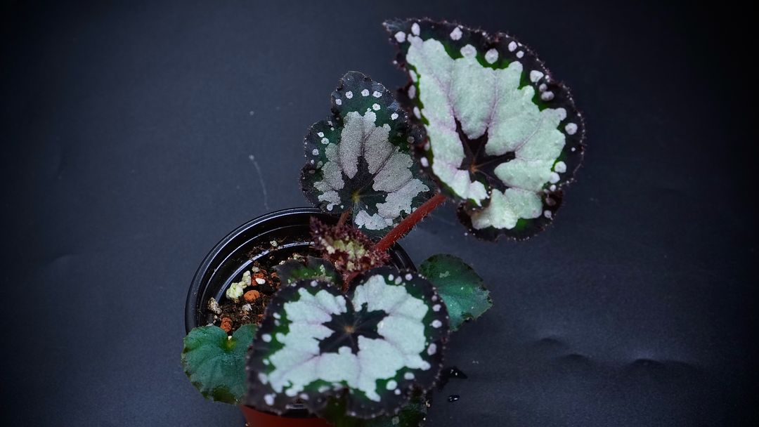 베고니아 돌체비타--1