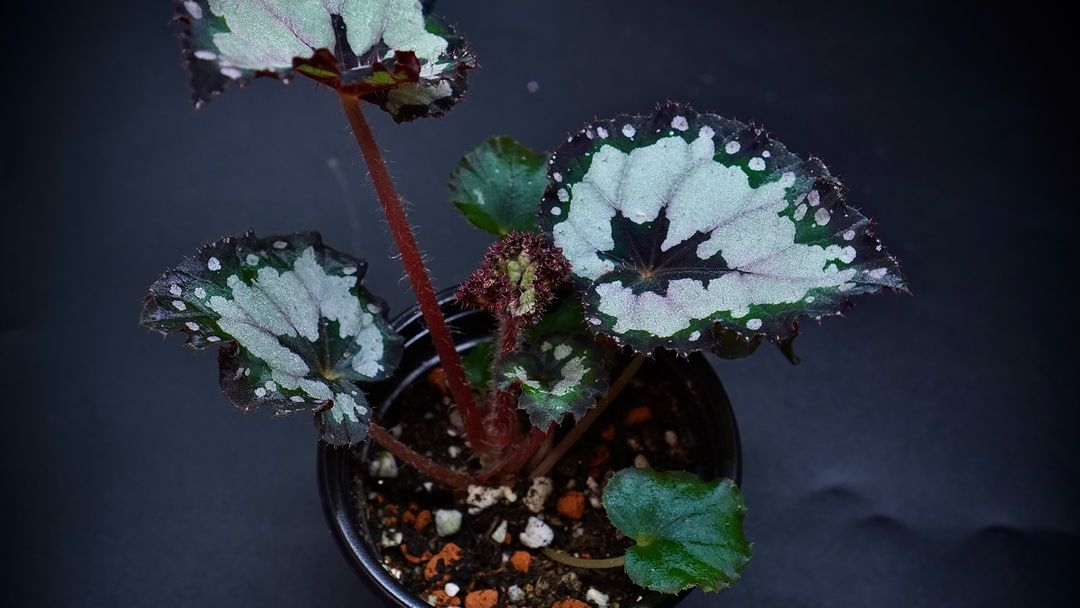 베고니아 돌체비타--2