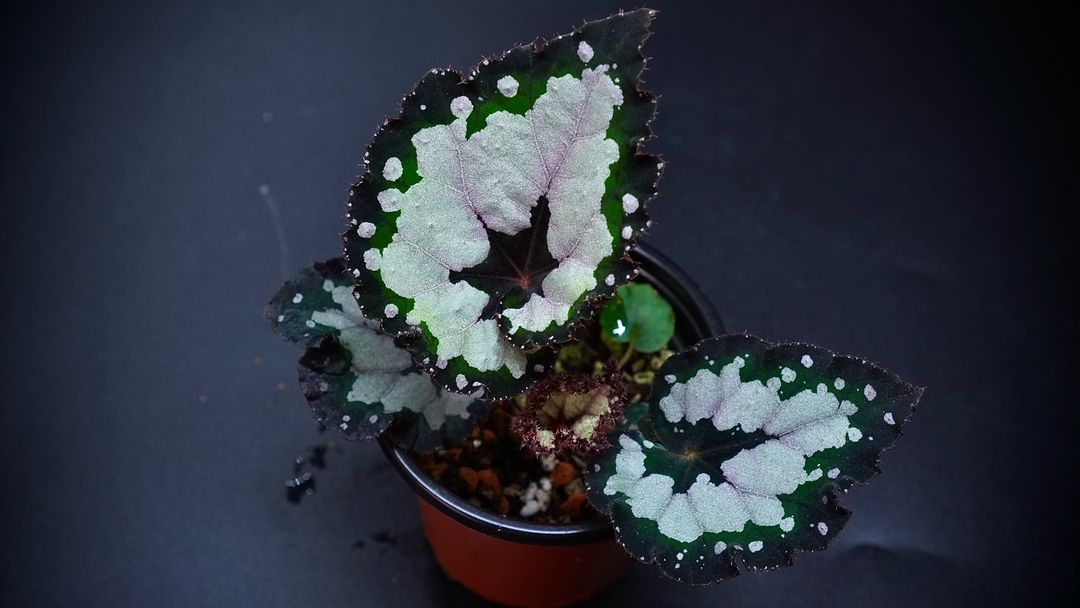 베고니아 돌체비타--4