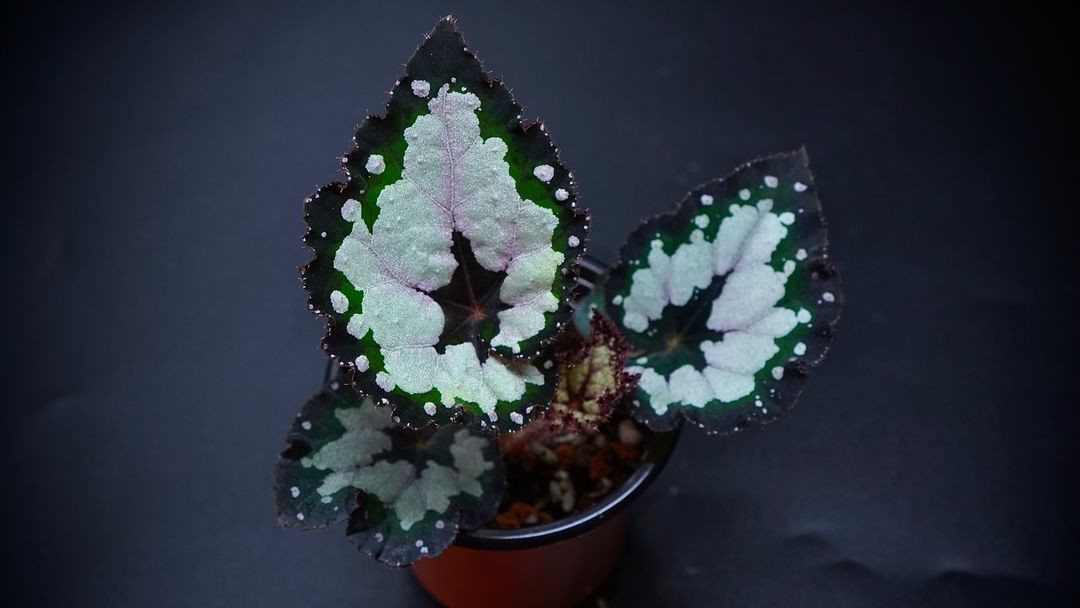 베고니아 돌체비타--5