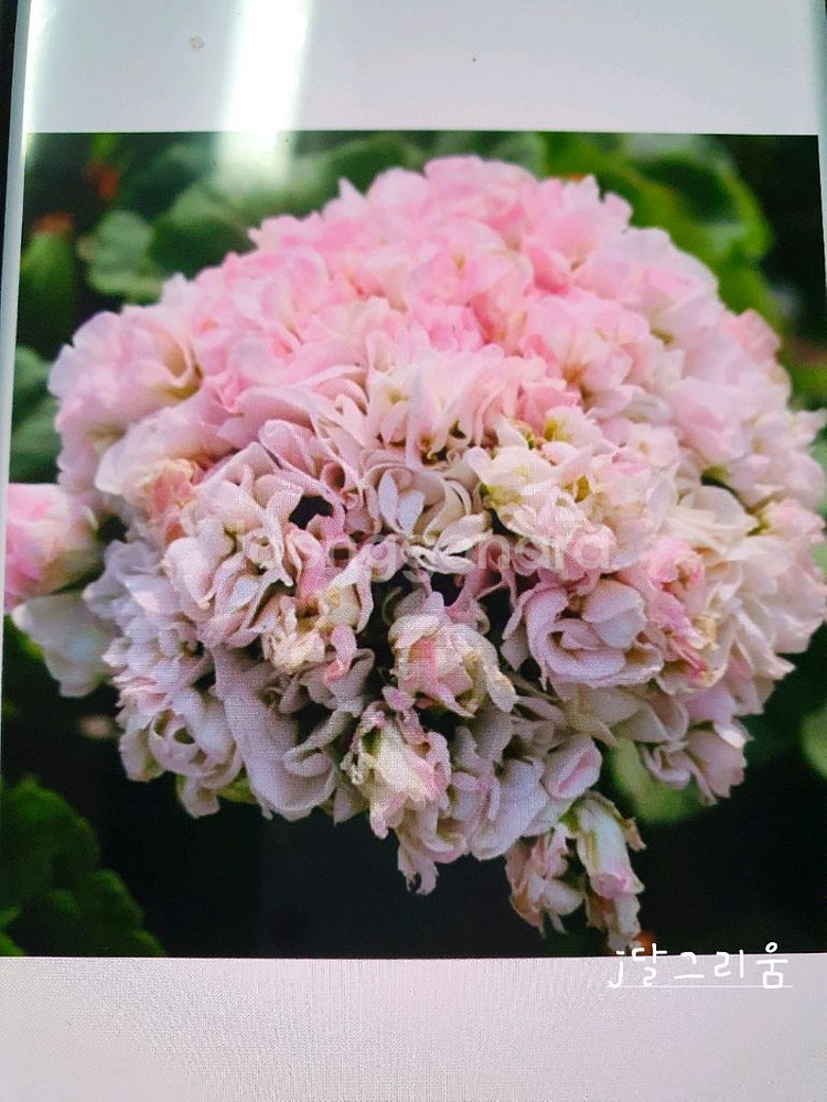 제라늄 4종 J달그리움 뽀롱마미님 변종 오덴시외심포니아,빛보예 꽃대있음 ,아사르나르티르--0