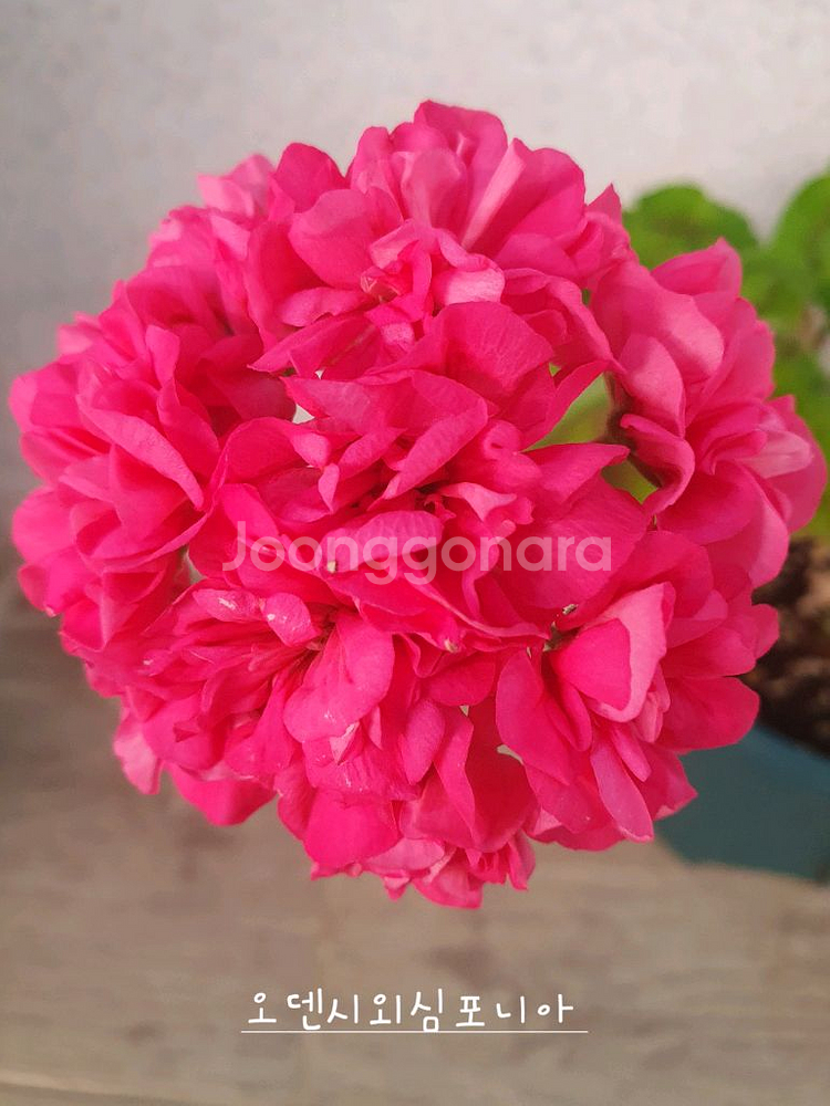 제라늄 4종 J달그리움 뽀롱마미님 변종 오덴시외심포니아,빛보예 꽃대있음 ,아사르나르티르--1