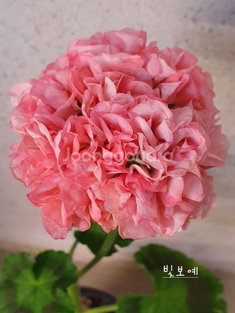 제라늄 4종 J달그리움 뽀롱마미님 변종 오덴시외심포니아,빛보예 꽃대있음 ,아사르나르티르--2