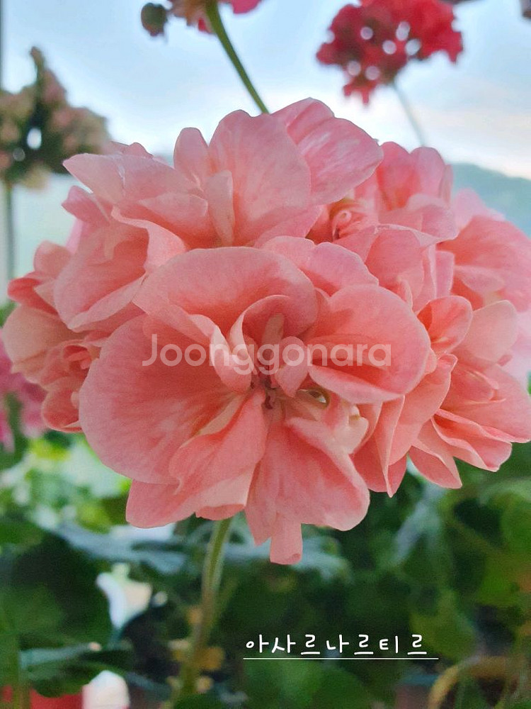 제라늄 4종 J달그리움 뽀롱마미님 변종 오덴시외심포니아,빛보예 꽃대있음 ,아사르나르티르--3