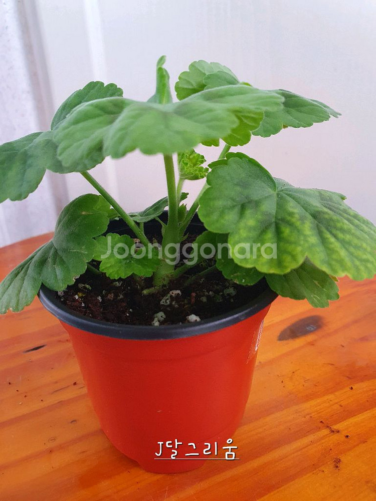 제라늄 4종 J달그리움 뽀롱마미님 변종 오덴시외심포니아,빛보예 꽃대있음 ,아사르나르티르--4