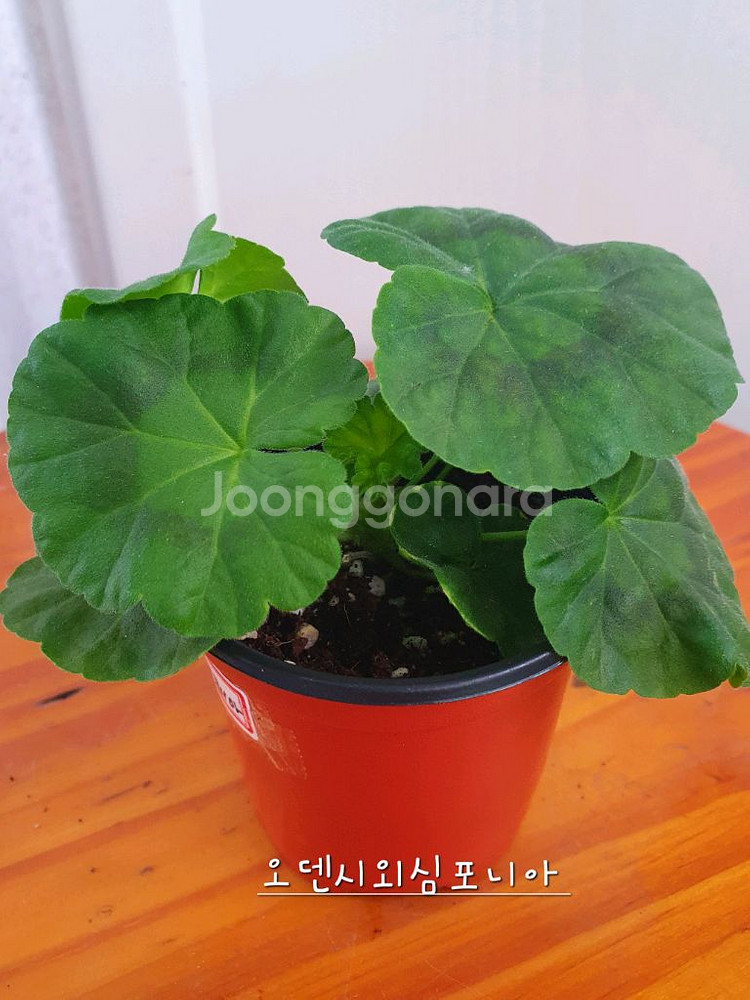 제라늄 4종 J달그리움 뽀롱마미님 변종 오덴시외심포니아,빛보예 꽃대있음 ,아사르나르티르--5