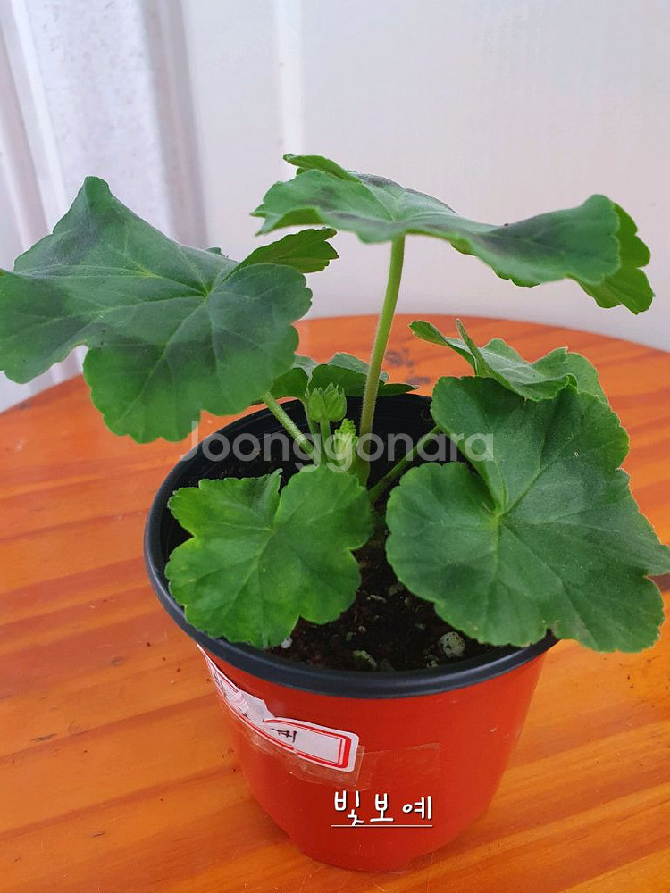 제라늄 4종 J달그리움 뽀롱마미님 변종 오덴시외심포니아,빛보예 꽃대있음 ,아사르나르티르--6