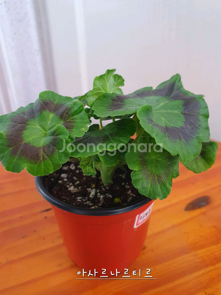 제라늄 4종 J달그리움 뽀롱마미님 변종 오덴시외심포니아,빛보예 꽃대있음 ,아사르나르티르--7