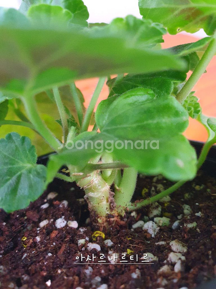 제라늄 4종 J달그리움 뽀롱마미님 변종 오덴시외심포니아,빛보예 꽃대있음 ,아사르나르티르--8