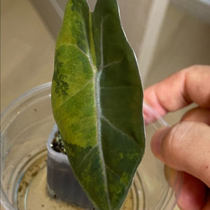 알로카시아 푸세이도 옐로우바리에가타(안스,호야x)