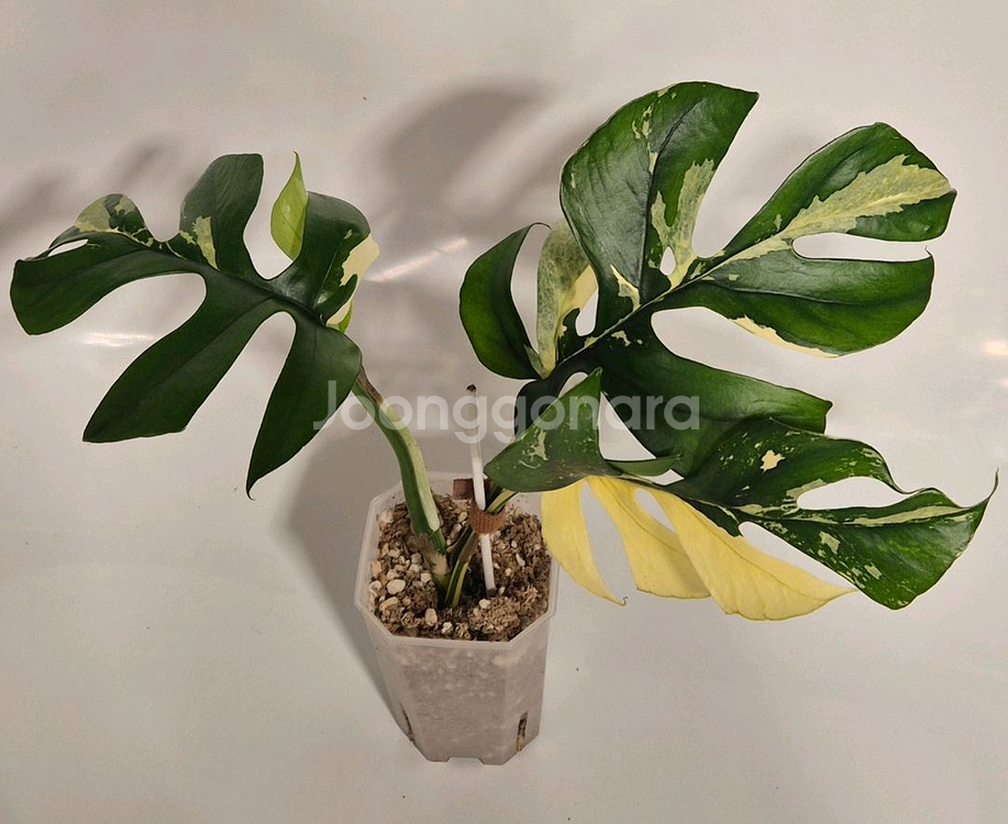 화이트풀민트 히메몬스테라 무천이 탑--0