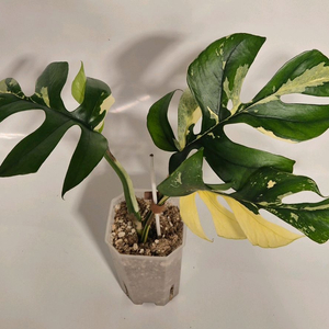 화이트풀민트 히메몬스테라 무천이 탑