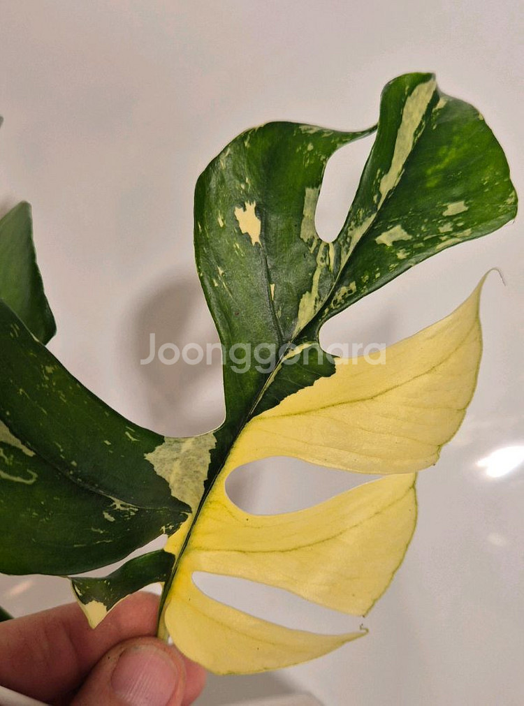 화이트풀민트 히메몬스테라 무천이 탑--1