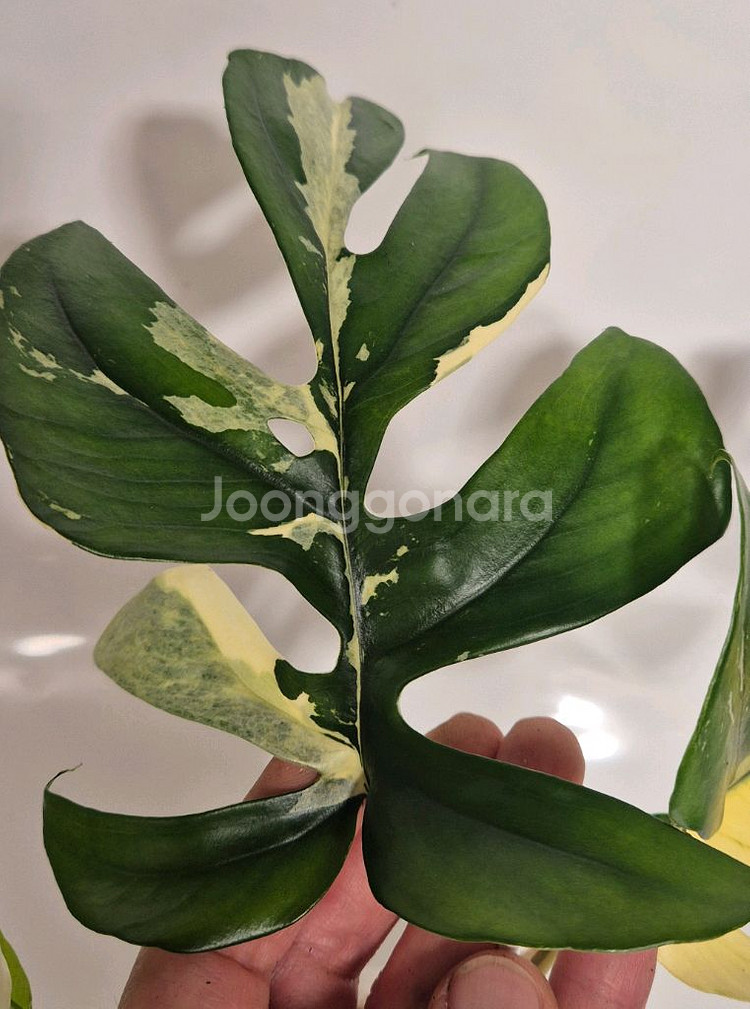 화이트풀민트 히메몬스테라 무천이 탑--2