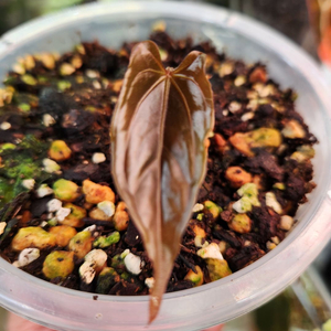 안스리움 파필릴라미넘 Rl x fs 대거(dagger) 폼