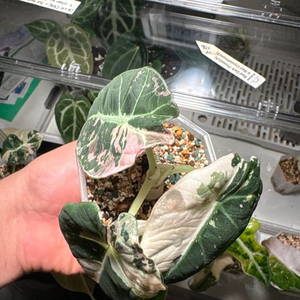 알로카시아 블랙벨벳 핑크 바리에가타