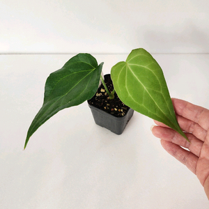 안스리움 델타포스