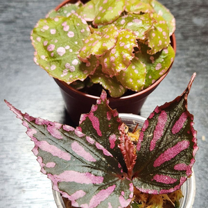 예쁜핑크 베고니아 2종