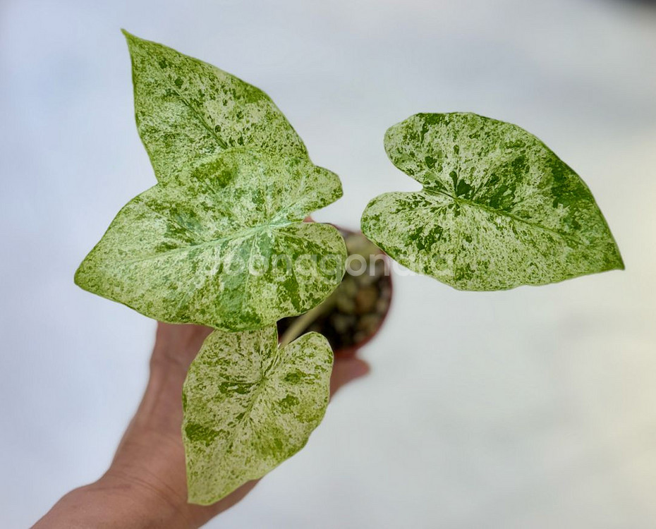 알로카시아 포니카타 마블 바리--0