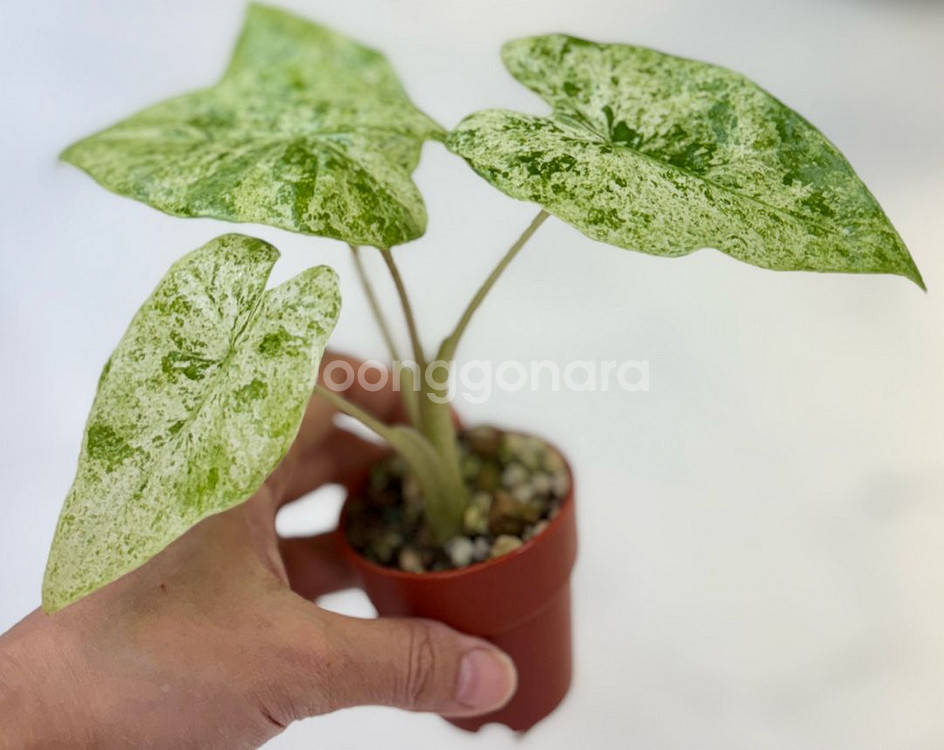 알로카시아 포니카타 마블 바리--1