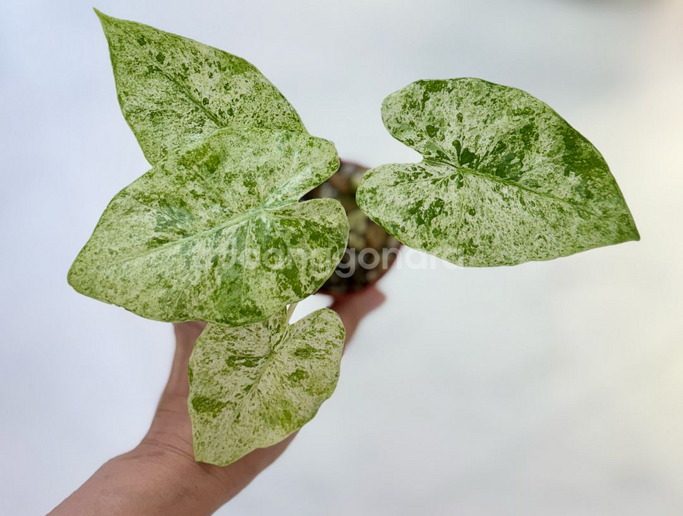알로카시아 포니카타 마블 바리--2