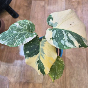 몬스테라 크림브륄레