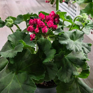 제라늄. 심로얄로즈