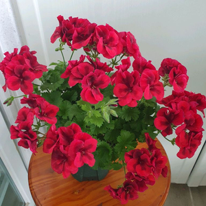 리갈제라늄 5종 관탁 메이,관탁퍼펙션,프린지드아즈텍,엔젤핑크 꽃대있음,캔디플라워 다크레드 꽃대있음