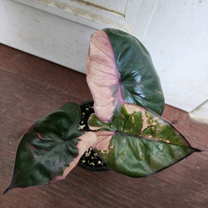 (무천!!) 알로카시아 세렌디피티 핑크 바리에가타