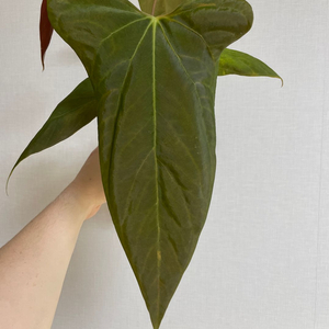 안스리움 일부 판매