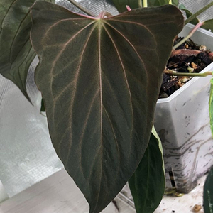 안스리움 RL x FS