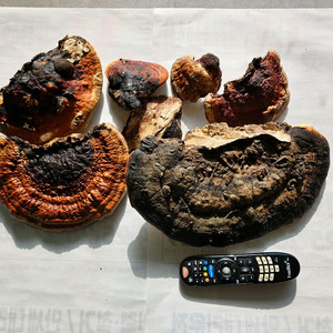 소나무잔나비버섯 팝니다 이미지