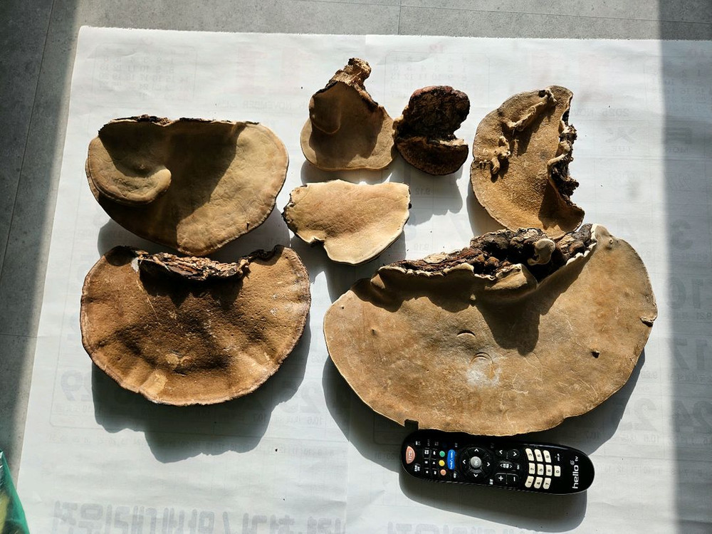 소나무잔나비버섯 팝니다 이미지