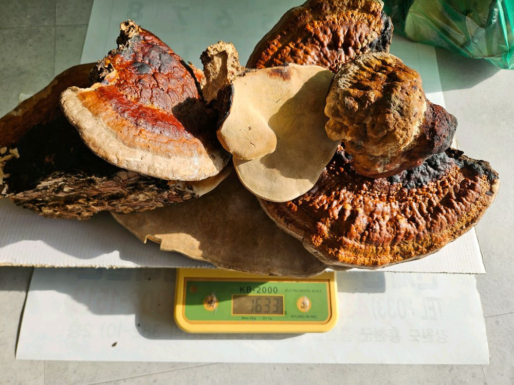 소나무잔나비버섯 팝니다 이미지