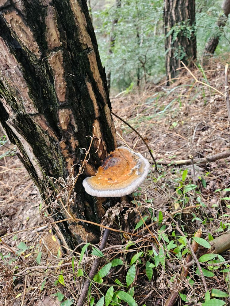 소나무잔나비버섯 팝니다 이미지