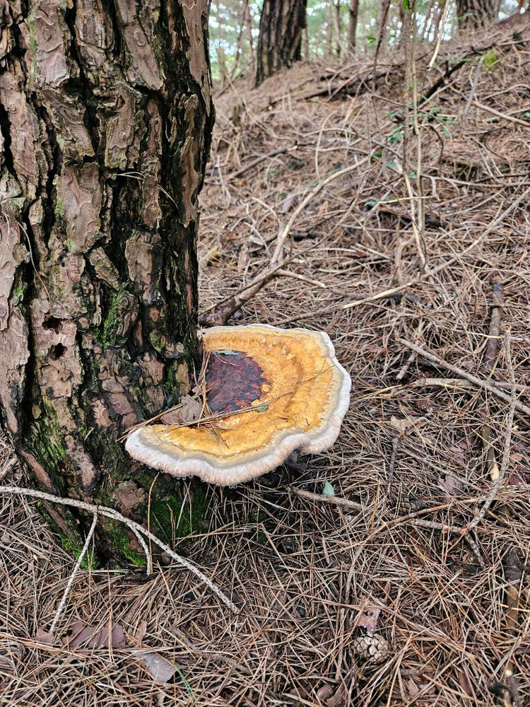 소나무잔나비버섯 팝니다 이미지