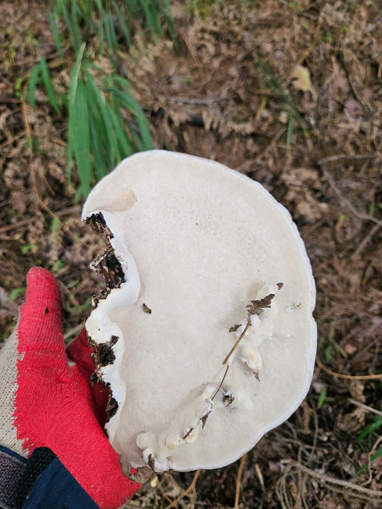 소나무잔나비버섯 팝니다 이미지