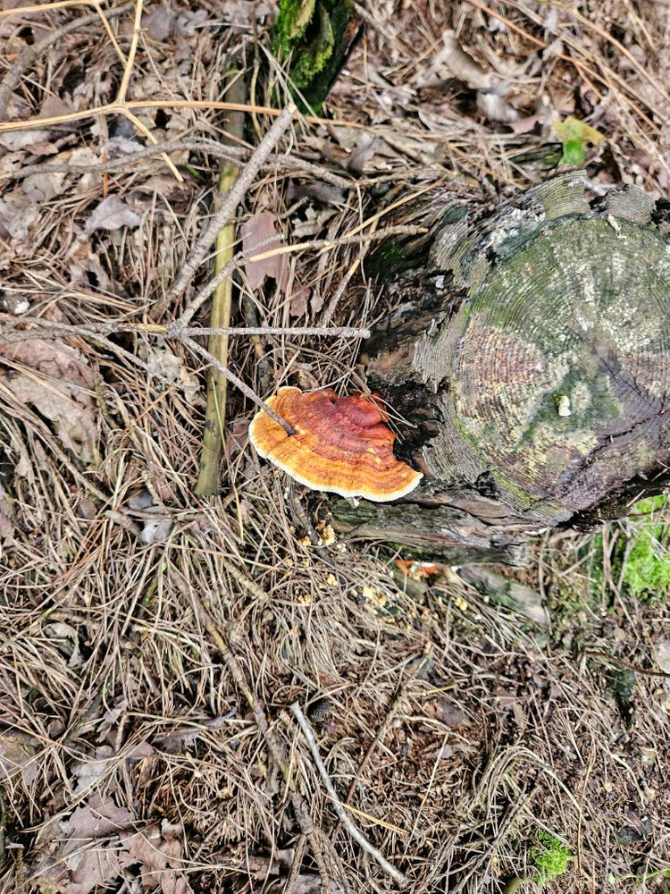 소나무잔나비버섯 팝니다 이미지