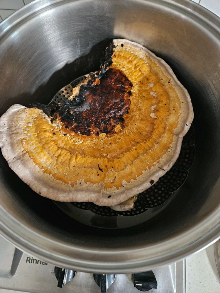 소나무잔나비버섯 팝니다 이미지