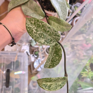 호야 노바고스트