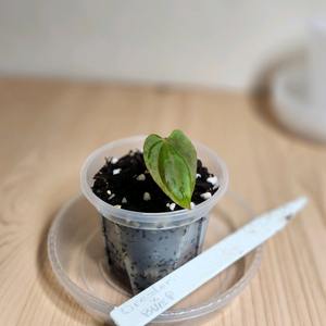 안스리움 드레스러리x안톨라키(스콧코헨)