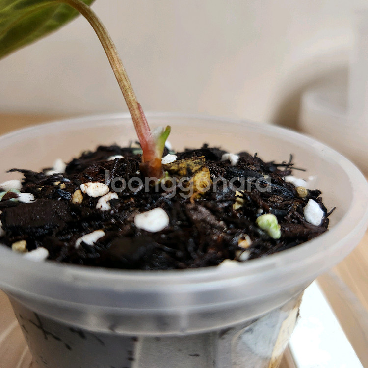 안스리움 드레스러리x안톨라키(스콧코헨)--1