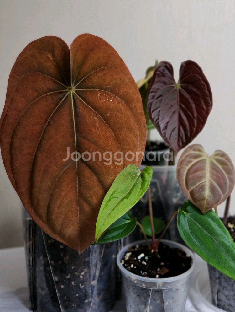 안스리움 드레스러리x안톨라키(스콧코헨)--2