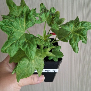 캔디플로스도넛 제라늄