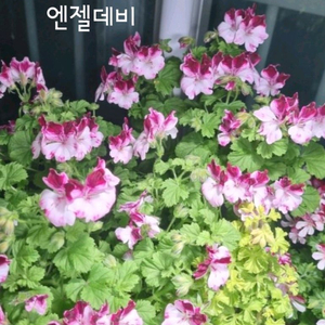 제라늄 엔젤데비