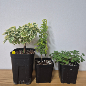 제라늄 3종 올드베리듀엣, 시스썬버스트, 콴탁더블다이먼