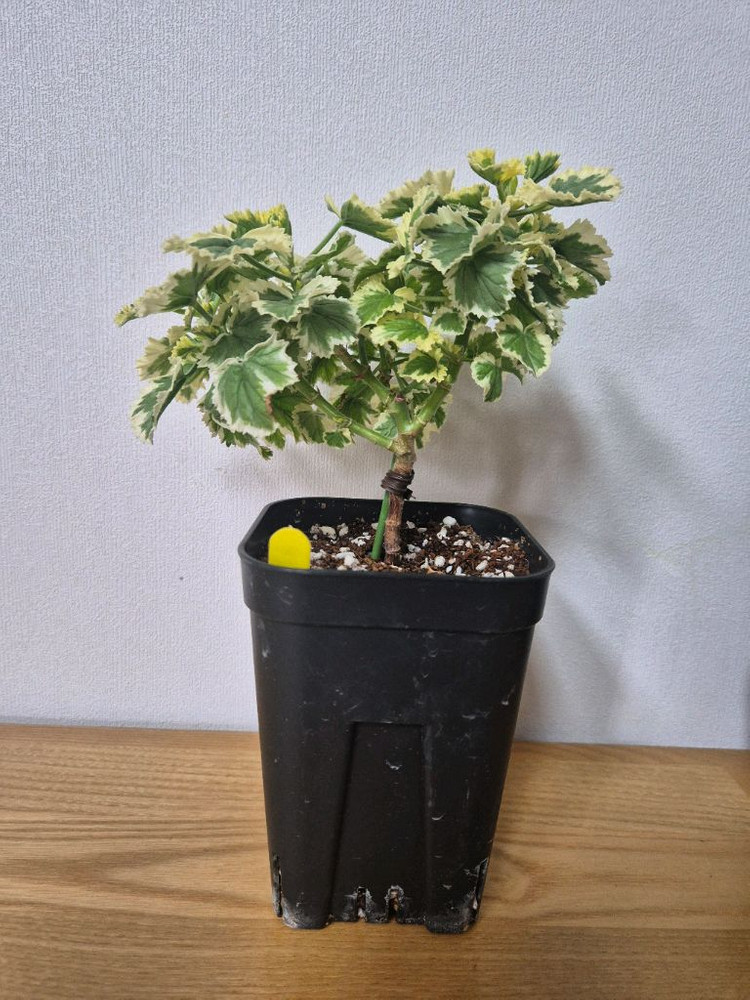 제라늄 3종 올드베리듀엣, 시스썬버스트, 콴탁더블다이먼--1