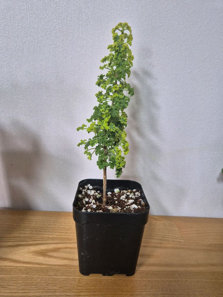 제라늄 3종 올드베리듀엣, 시스썬버스트, 콴탁더블다이먼--2